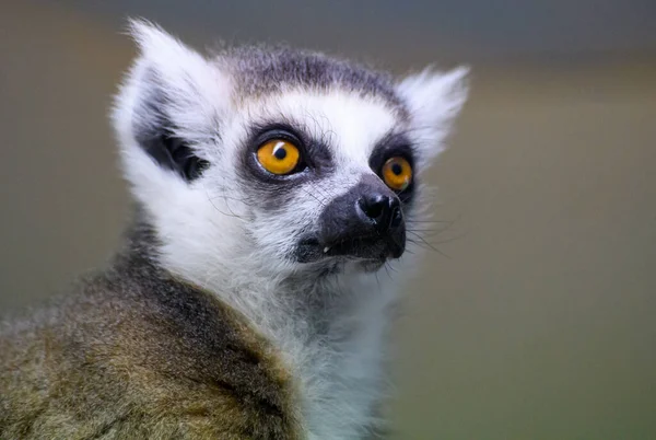 Ett Porträtt Ringsvansad Lemur — Stockfoto