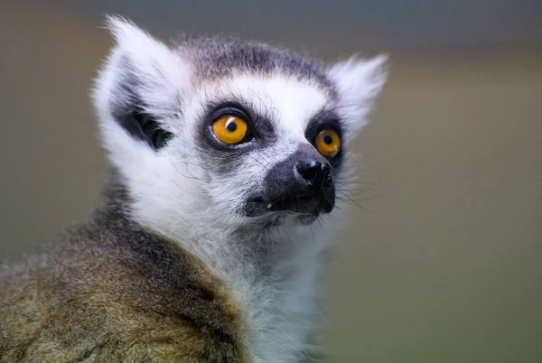 Porträt Eines Ringschwanzlemurs Stockbild