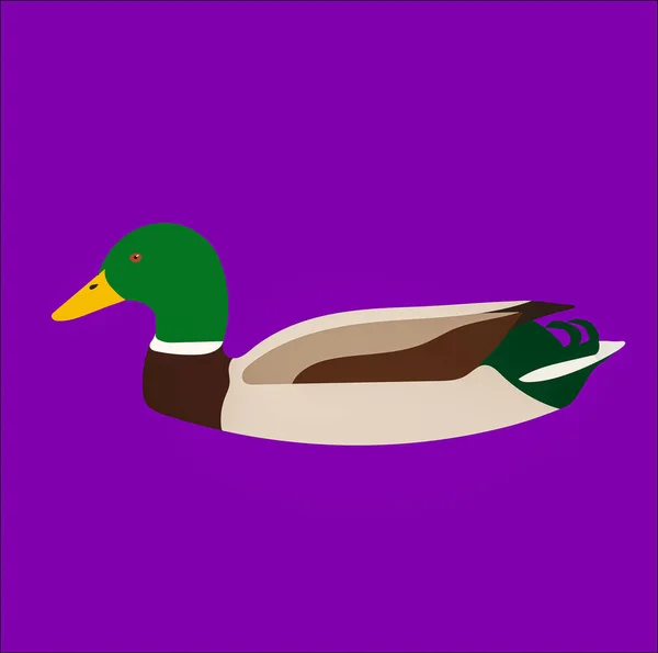Een Grafische Illustratie Van Mallard Duck Voor Gebruik Als Logo — Stockfoto