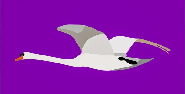 Een Grafische Illustratie Van Een Vliegende Stomme Zwaan Voor Gebruik — Stockfoto