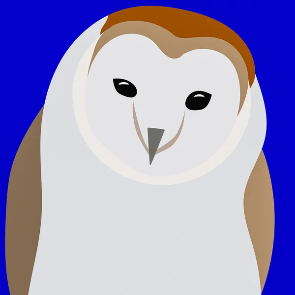 Графическая Иллюстрация Совы Амбара Использования Качестве Логотипа Иконки — стоковое фото