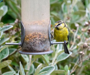 A blue tit eating from a garden seed feeder