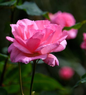 Pembe bir gülün görüntüsünü kapat