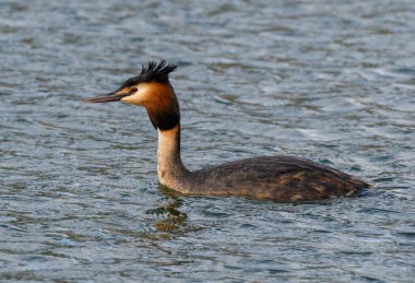 Thames Nehri 'nin sularında yüzen büyük bir yaban ördeği.