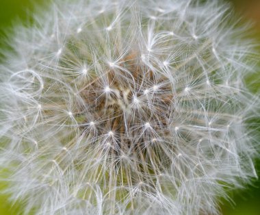 Çekirdekteki bir karahindiba çiçeğinin yakın plan fotoğrafı.