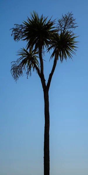 一棵棕榈树勾勒出蓝色的天空 — 图库照片