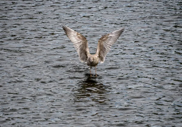 Una Joven Gaviota Arenque Desembarca Las Aguas Del Río Exe —  Fotos de Stock