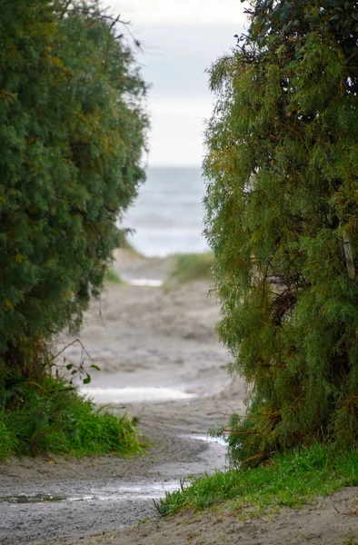 Ein Pfad Führt Zwischen Zwei Büschen Zum Strand Und Zum — Stockfoto