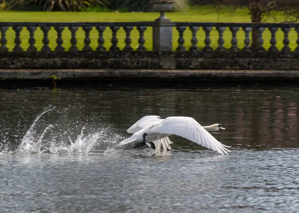 Cisne Mudo Descolar Das Águas Rio Tâmisa — Fotografia de Stock