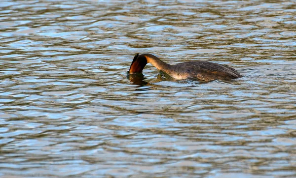 Grand Grèbe Huppé Plongeant Dans Les Eaux Tamise — Photo