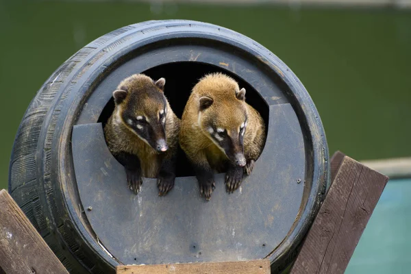 彼らの巣として使用される樽から出てくる茶色の鼻のコーティングのペア — ストック写真