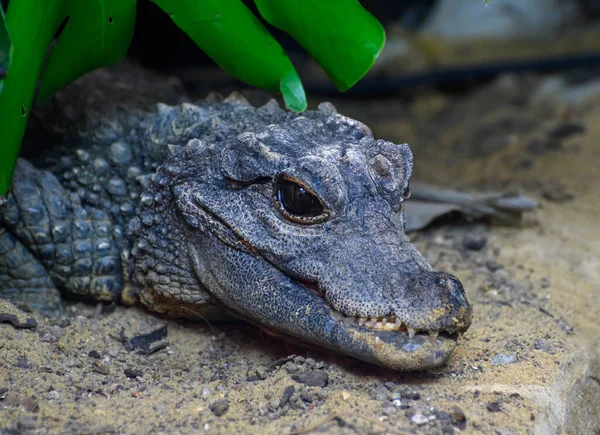 Portrait Crocodile Nain Ouest Africain — Photo