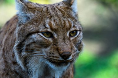 Carpathian Lynx 'in portresi.