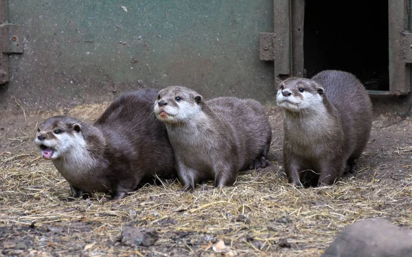 Group Asian Small Clawed Otters — Stock Photo, Image