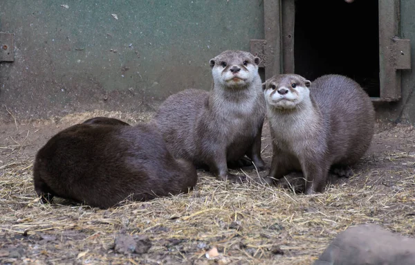 Group Asian Small Clawed Otters — Stock Photo, Image