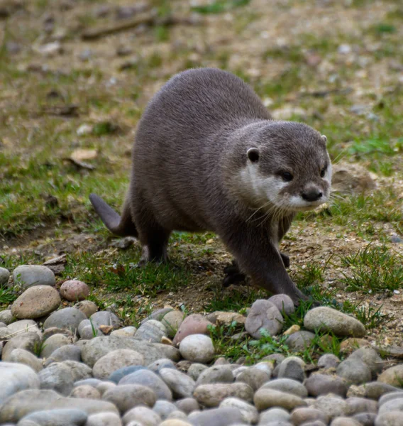 Portrait Asian Small Clawed Otter — Stock Photo, Image