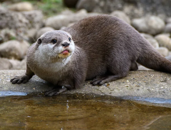 Portrait Asian Small Clawed Otter — Stock Photo, Image