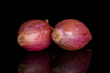 Siyah camlı iki arpacık soğanı grubu.