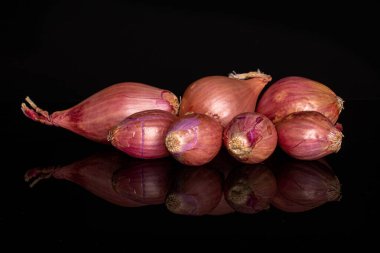 Siyah camlı yedi arpacık soğanı grubu.