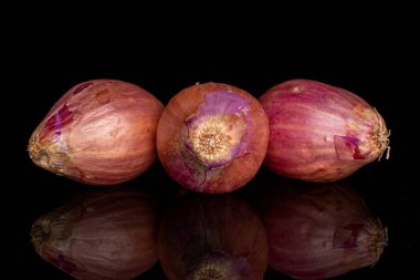 Siyah camlı üç arpacık soğanı grubu.