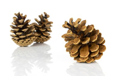 Üç kişilik bir çam kozalağı grubu önde, beyaz arka planda izole edilmiş.