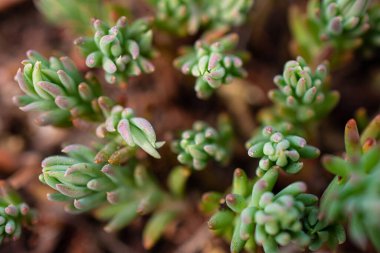 Yakın planda doğal sulu.