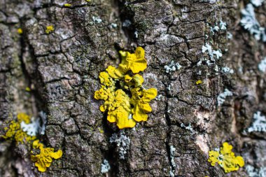 Ağaç kabuğunda sarı liken