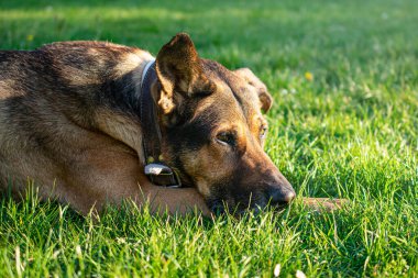 Üzgün Alman çoban köpeği çimenlerde yatıyor.