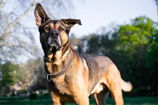 German Shepherd Alerted Dog Park — Stock Photo, Image