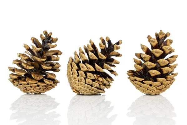 Group Three Whole Beautiful Pine Cone Row Isolated White Background Stock Image