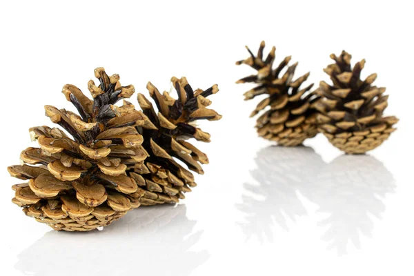 Group Four Whole Beautiful Pine Cone Two Front Isolated White Stock Photo