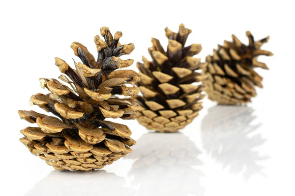 Group Three Whole Beautiful Pine Cone Diagonal Isolated White Background Stock Picture