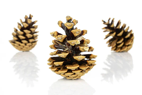 Group Three Whole Beautiful Pine Cone One Front Isolated White Stock Image