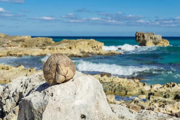 Eine Kokosnuss liegt auf einem Stein am Strand — Stockfoto