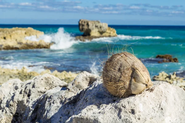 Una noce di cocco si trova su una pietra sulla spiaggia — Foto Stock