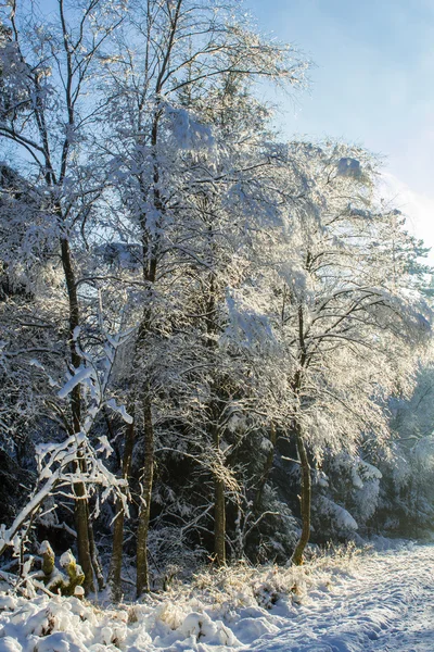 The first snow in the winter — Stock Photo, Image