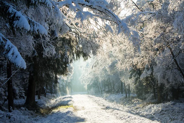 The first snow in the winter — Stock Photo, Image