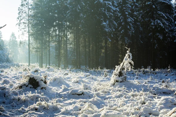 The first snow in the winter — Stock Photo, Image