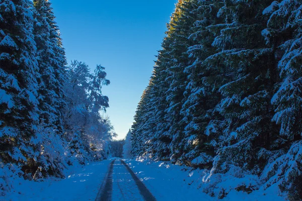 The first snow in the winter — Stock Photo, Image