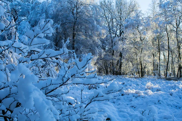 The first snow in the winter — Stock Photo, Image