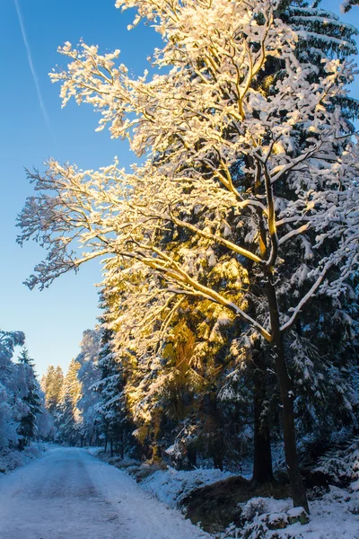 The first snow in the winter — Stock Photo, Image