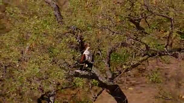 在树梢上观察缓慢运动的秃鹰 空中景观 — 图库视频影像