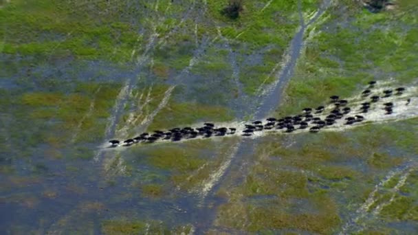 ボツワナのオカバンゴデルタの平野を流れる水牛の大規模な群れの空中ビュー — ストック動画