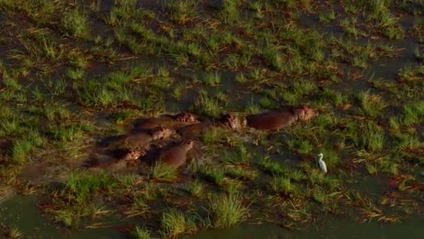 Hippopotamus Group Hippopotamus Swimming Green Marsh Savannas Africa Aerial View — Stock Video