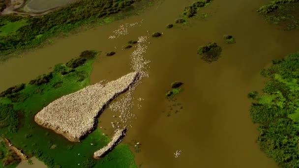 Veduta Aerea Una Colonia Pellicani Migratori Una Palude — Video Stock