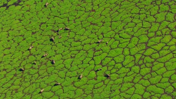 水の氾濫原を横断する距離で象の群れに焦点を当てた高い空中ショット — ストック動画