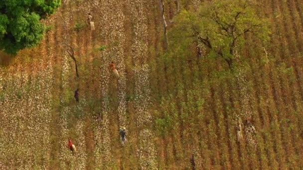 Luftaufnahme Von Bauern Die Auf Ihrer Farm Arbeiten Ghana Westafrika — Stockvideo