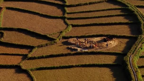 Повітряний Вид Фермерів Які Працюють Збирають Врожай Полях Малі Західна — стокове відео