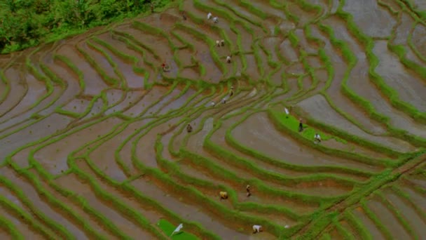 Vista Aérea Los Agricultores Que Trabajan Cosechan Los Campos Malí — Vídeos de Stock