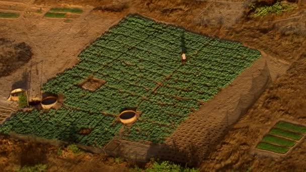 西アフリカのマリで畑を耕し収穫する農民に対する空中の眺め — ストック動画